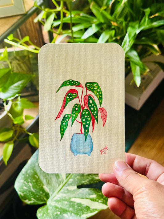 Polka Dot Begonia Original Watercolor Painting